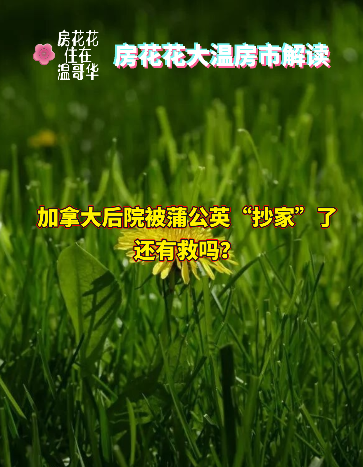 加拿大后院被蒲公英“抄家”了，还有救吗？